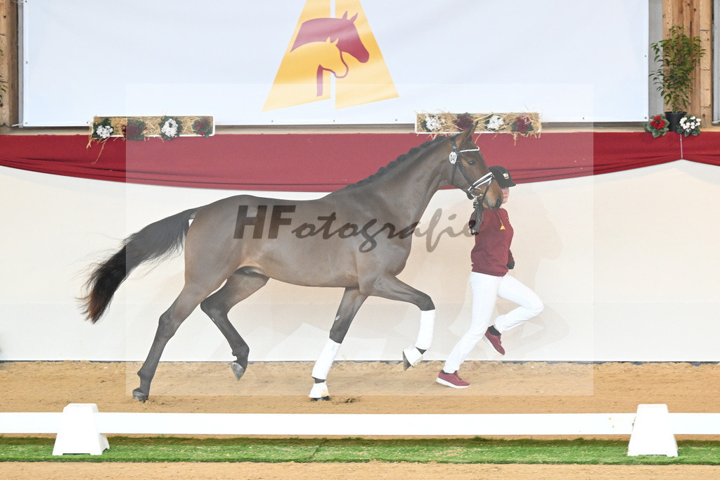 Kat-Nr. 41 Dantes Stern_Klakow_1230403 | hf-fotografie - Realisiert mit Pictrs.com