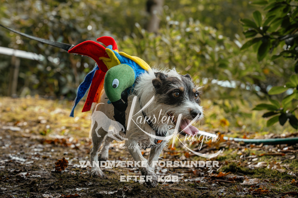 1452DZ6_3769Z6 | kk-dogfotos