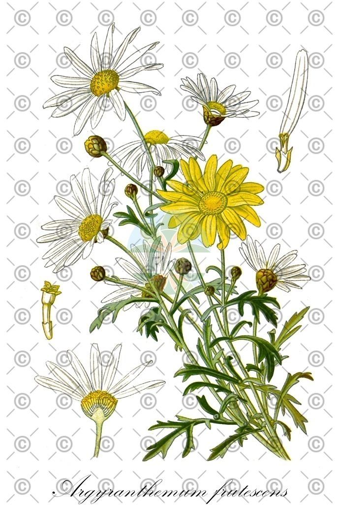 HistAbb_wfo-0001296644_1_ENZY_Simple | Historische Abbildung von Argyranthemum frutescens - Asteraceae (Echte Strauchmargerite) | Historical Illustration of Argyranthemum frutescens - Asteraceae