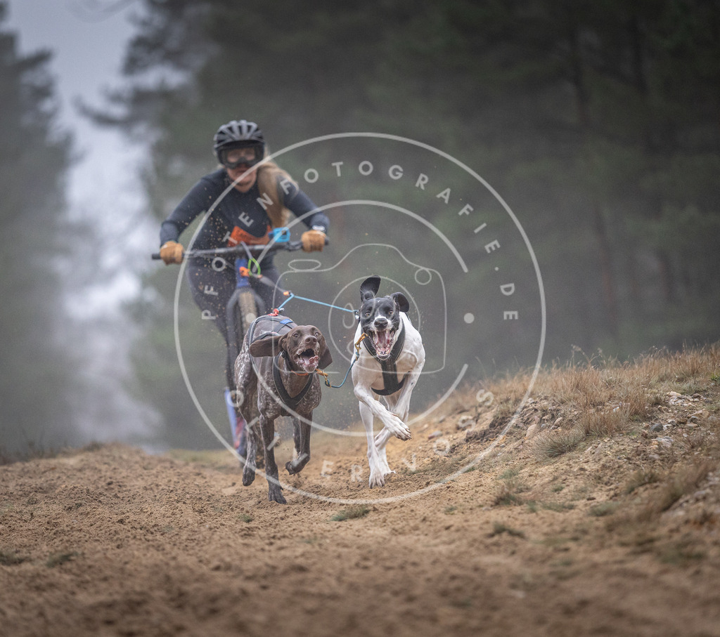 Pfotenfotografie_DV3A0813 | Hundefotografie, Tierfotograf, Pfotenfotografie, Fotoshooting Hund, Hunde Portrait, Hundesport, Hundeportraits, Heideshooting, Hunde, Sportfotograf, Hundefotograf, Turnierhundsport, THS,  - Realisiert mit Pictrs.com