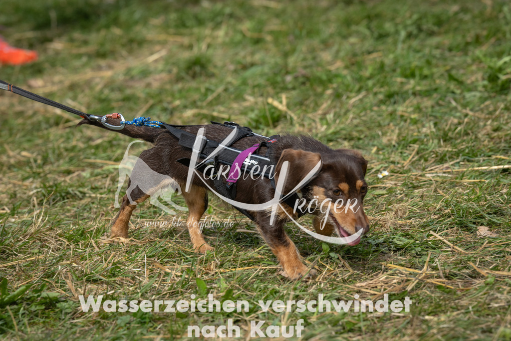 1113_ZZ96582 | kk-dogfotos