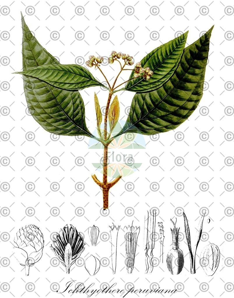 HistAbb_wfo-0000926532_1_ENZY_Simple | Historische Abbildung von Ichthyothere peruviana - Asteraceae | Historical Illustration of Ichthyothere peruviana - Asteraceae