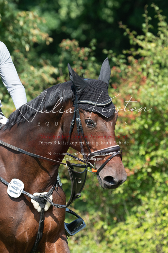 DSC_0804 | Pferde- und Turnierfotografie in Westsachsen. Pferdeportraits, Auftragszeichnungen und intuitive Kunst.