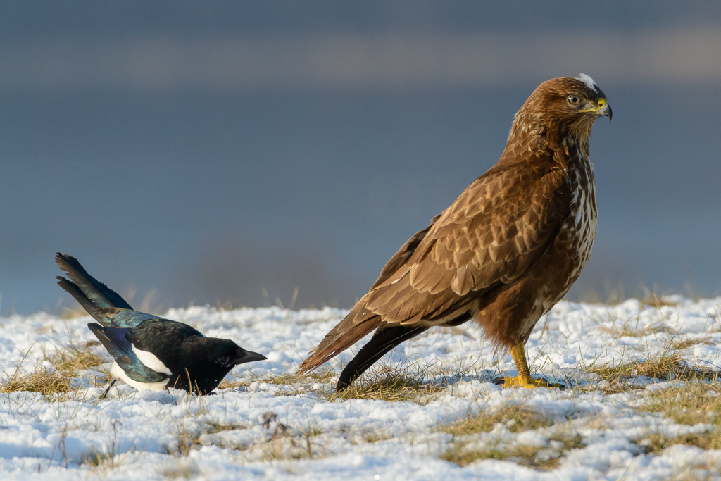 eltser-bussard-2018-035 | Wie David gegen Goliath: Immer wieder versuchte diese Elster, sich auf einer schneebedeckten Wiese an den viel größeren Greifvogel heranzupirschen und ihm Teile der Schwanzfedern auszuziehen. - Realisiert mit Pictrs.com