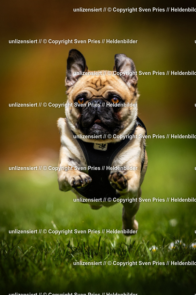 Sven Pries | 2025-04-13 - Hunderennen Baden-Baden - Realisiert mit Pictrs.com