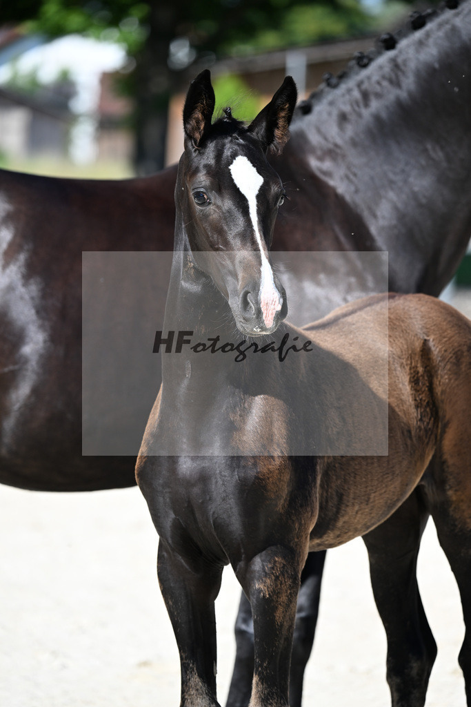 Kat-Nr. 5 Diamantenglanz x Foundation_SF_ZG Weiss u Moldenhauer_26250045 | hf-fotografie - Realisiert mit Pictrs.com