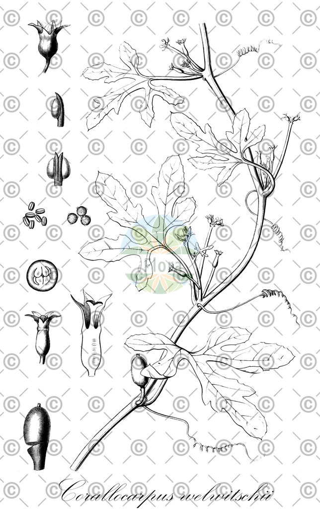 HistAbb_wfo-0000619963_1_ENZY_Simple | Historische Abbildung von Corallocarpus welwitschii - Cucurbitaceae | Historical Illustration of Corallocarpus welwitschii - Cucurbitaceae