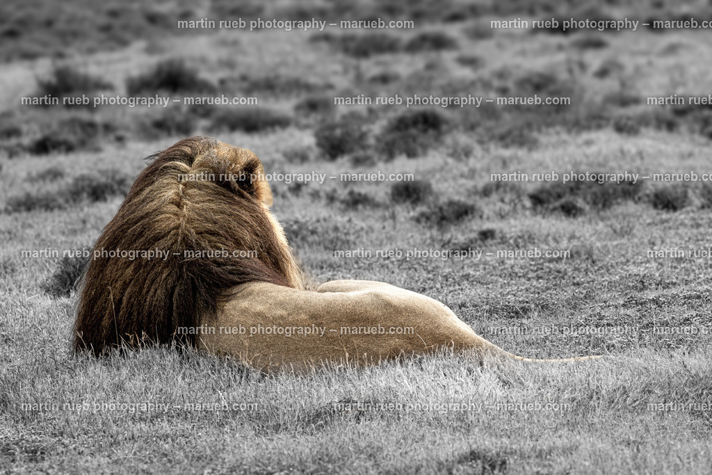 Lion's pride | A South African lion enjoys and relaxes - Realisiert mit Pictrs.com