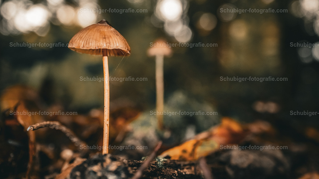 kleiner Pilz | Kleiner brauner Pilz - Realisiert mit Pictrs.com