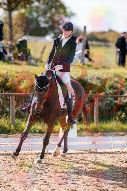 2026_10_03_Siefer-Hof_125453_Z81_43366477 | Professionelle Reitsport-, Turnier- und Eventfotografie von Robert Broda. Galerien mit ausgewählten und bearbeiteten Bildern direkt online ansehen und bestellen.