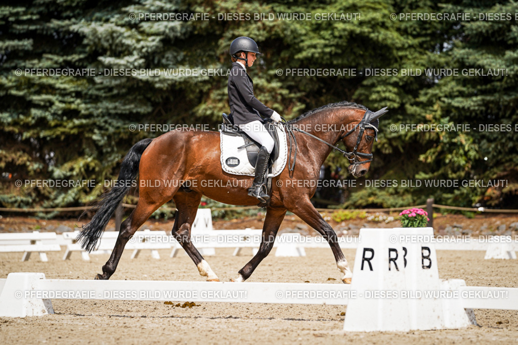 DSC03053 | Pferdegrafie