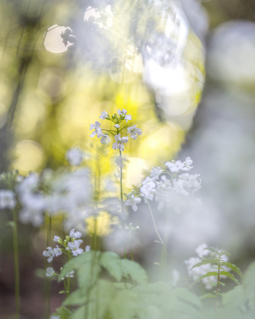 Lichtspitzen durch die Frühblüher | Im Seliger Moor blühen die schönsten Frühblüher! - Realisiert mit Pictrs.com