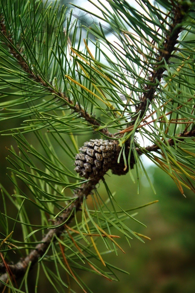 IMG_8269-01 | only.this.little.world - Realisiert mit Pictrs.com