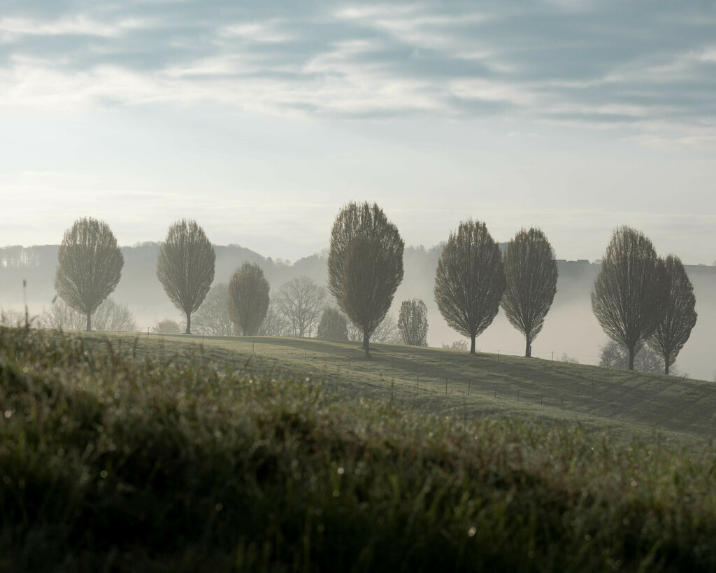 Baum auf dem Birkener Rücken | Sich an die einzigartigen Momente der Natur und Landschaft sowie die Begegnung mit heimischen wilden Tieren zu erinnern, dies kann man anhand den Bilder der Natur und Landschaftsfotografin Sandra Eimermacher.  - Realisiert mit Pictrs.com