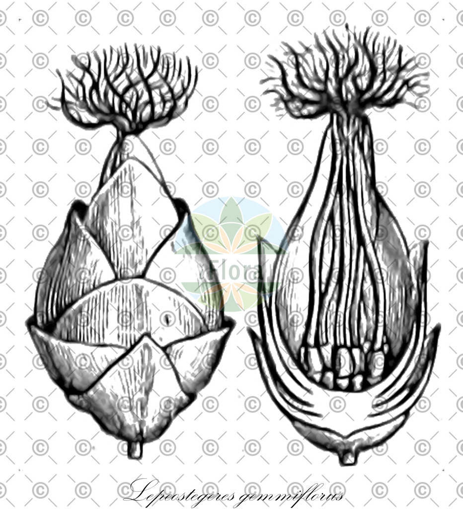 HistAbb_wfo-0001284782_1_ENZY_Simple | Historische Abbildung von Lepeostegeres gemmiflorus - Loranthaceae | Historical Illustration of Lepeostegeres gemmiflorus - Loranthaceae