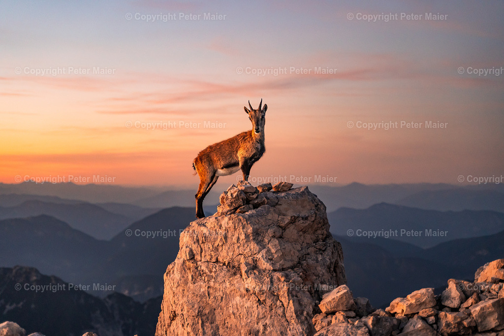 Luca_Vuerich-216 | piet_flosse