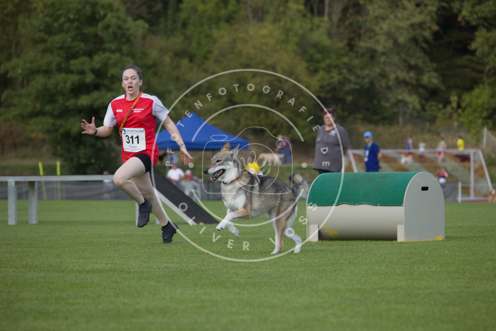 0L8A3675 | Hundefotografie, Tierfotograf, Pfotenfotografie, Fotoshooting Hund, Hunde Portrait, Hundesport, Hundeportraits, Heideshooting, Hunde, Sportfotograf, Hundefotograf, Turnierhundsport, THS,  - Realisiert mit Pictrs.com