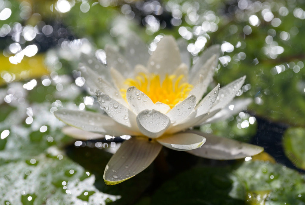 seerose-2023-216 | Weiße Seerose (Nymphaea alba) im Gegenlicht. Nikon Z 7 mit Nikkor Z MC 105 mm 1:2,8 VR S. 1/1000 Sekunde mit Blende 5,6 und ISO 64. - Realisiert mit Pictrs.com