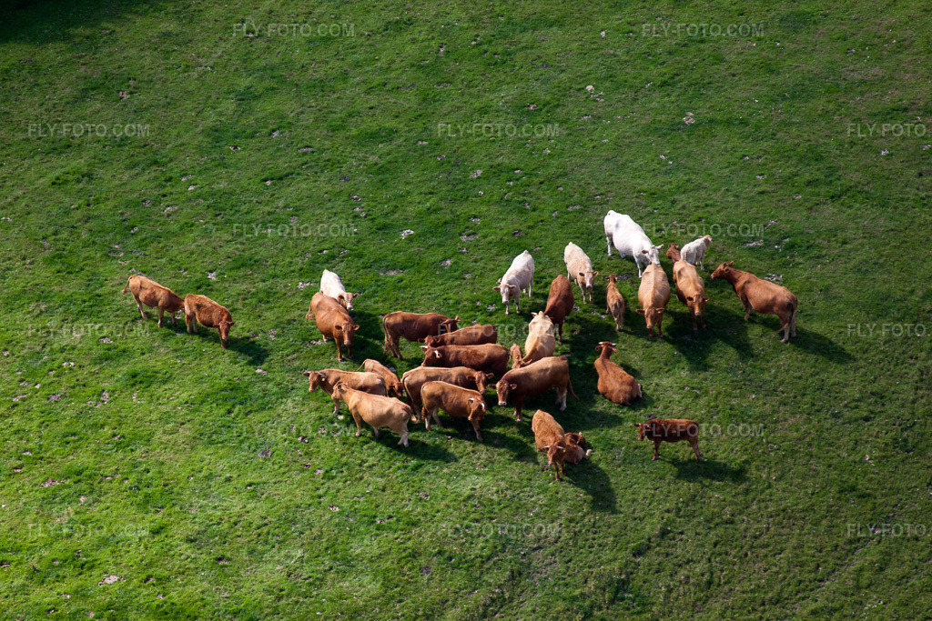 Aerial view: Grassland structures of a meadow pasture with a cattle herd in Littlehempston in Totnes in the state England, Great Britain. – Photo: IMG_19754.jpg taken on 07/25/2009 by Werner Riehm/FLY-FOTO.com – Resolution of the original: 4752 x 3168 px