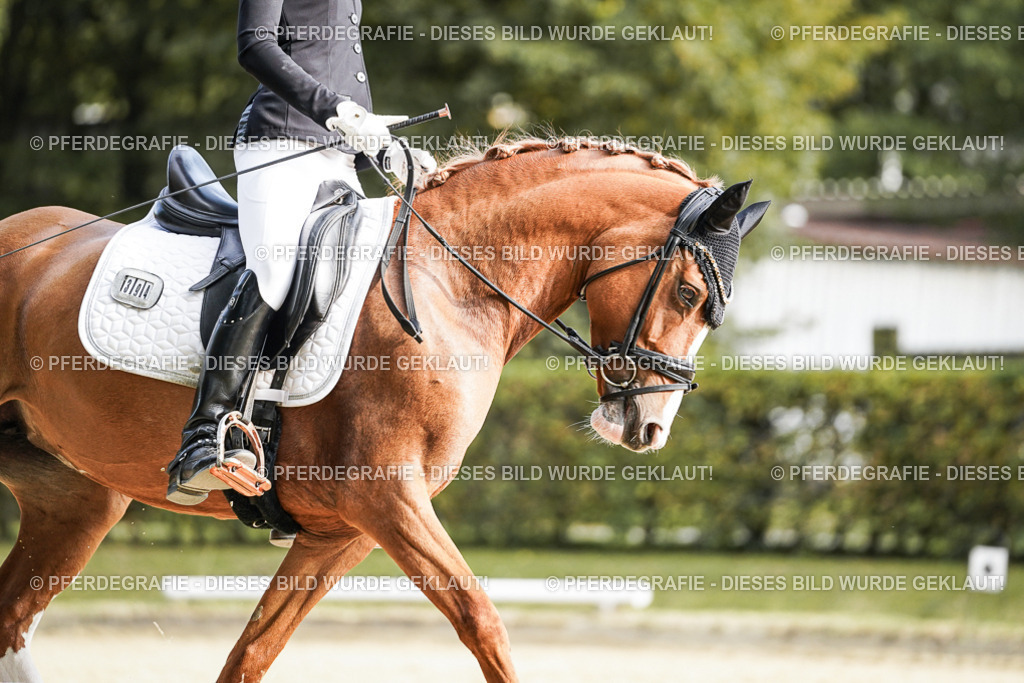 DSC05873 | Pferdegrafie