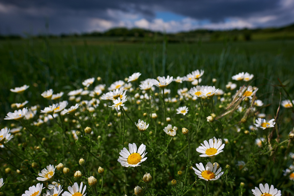 Echte Kamille am Wegesrand | Enzersfeld, Austria - May 24, 2020: Echte Kamille am Wegesrand, im Hintergrund Gewitterwolken. - Realisiert mit Pictrs.com