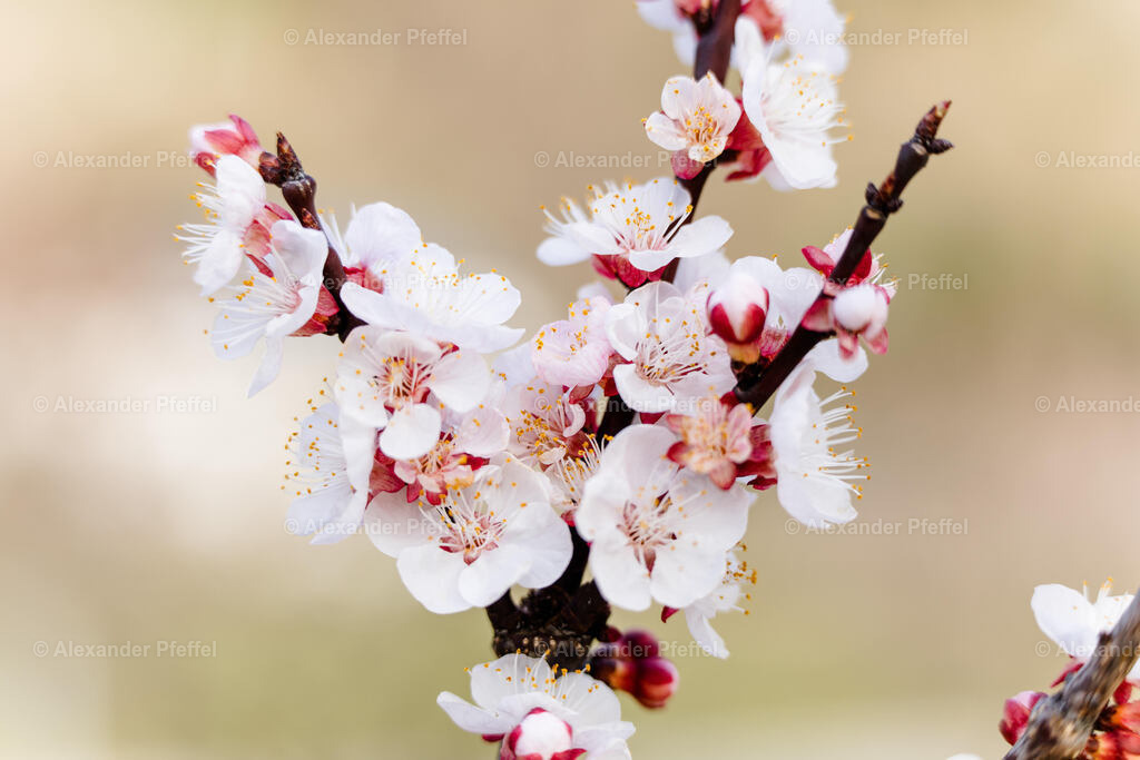 foto_c_pfeffel-partner-0172-R52_2479 | alexander-pfeffel - Realisiert mit Pictrs.com