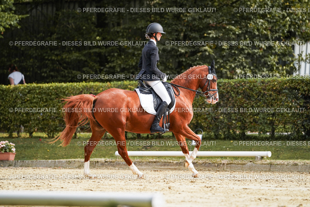 DSC04661 | Pferdegrafie