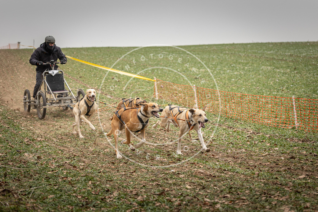 Pfotenfotografie_DV3A4363 | Hundefotografie, Tierfotograf, Pfotenfotografie, Fotoshooting Hund, Hunde Portrait, Hundesport, Hundeportraits, Heideshooting, Hunde, Sportfotograf, Hundefotograf, Turnierhundsport, THS,  - Realisiert mit Pictrs.com