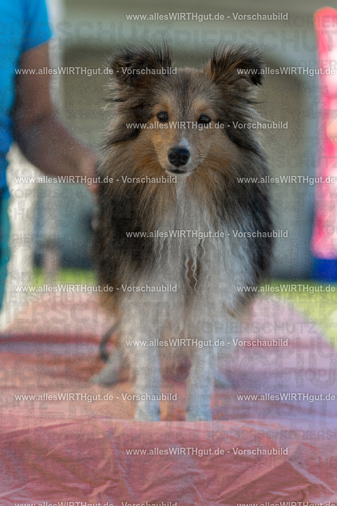 Hundeschwimmen_Volksbad_2026-allesWIRTHgut_Tierfotografie-2609061056-100635-7R509284 | Professionelle Tierfotografie in Mönchengladbach von Daniel Wirth (allesWIRTHgut). Liebevolle & natürliche Bilder von Hunden & Katzen für unvergessliche Erinnerungen.