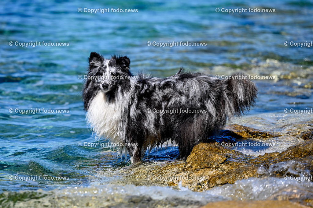 Kroatien_ Brac_ Insel in Dalmatien_ Milna_ 18.07.2025-35 | 18.07.2025, Kroatien, HRV, Brac, Insel in Dalmatien, Milna im Bild Themenbild, Hund, Hunde, Strand, Felsen, Urlaub, Urlaub mit Hund am Meer, Meer, Adria, Tourismus, Salzwasser, Feature, Symbolbild