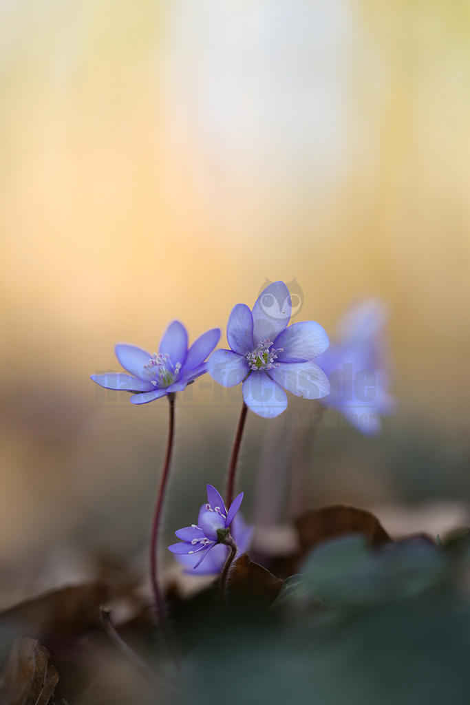 R6NF8984_20250316 | Das Leberblümchen (Hepatica nobilis) ist ein typischer Frühlingbote. Im März, wenn Brauntöne noch das Bild des Waldes beherrschen, sind die zarten blauvioletten Blüten am Waldboden das erste Zeichen des einsetzenden Frühlings. Die hübschen Pflanzen nutzen die Zeit, bevor die Blätter der Bäume austreiben und ihnen das Licht rauben. Die Lebensdauer der Blüten beträgt etwa acht Tage. Mitte April ist ihre Blütezeit bereits abgeschlossen. - Realisiert mit Pictrs.com