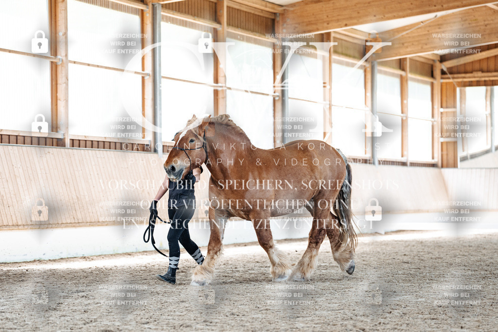 CK907252 | Turnierfotografie Pferdefotografie Trier Rheinland-Pfalz Pferdesport Reitsport Tierfotografie Sportfotografie Pferdevideo Pferdevideografie Equestrianvideography equestrianphotography  - Realisiert mit Pictrs.com