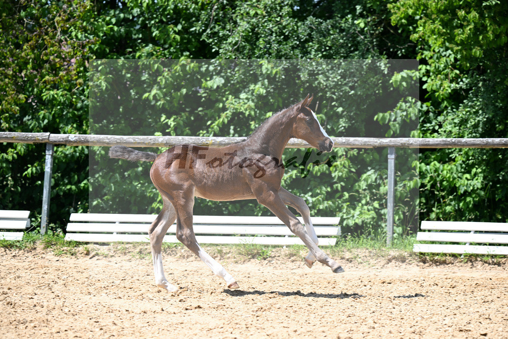 Kat-Nr. 18 Esmeraldo x Casiro I_HF_Schindele_16250441 | hf-fotografie - Realisiert mit Pictrs.com