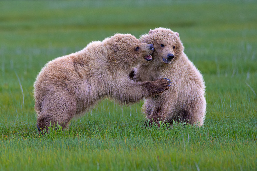 Alaska | Braunbären im Katmai National Park. - Realisiert mit Pictrs.com