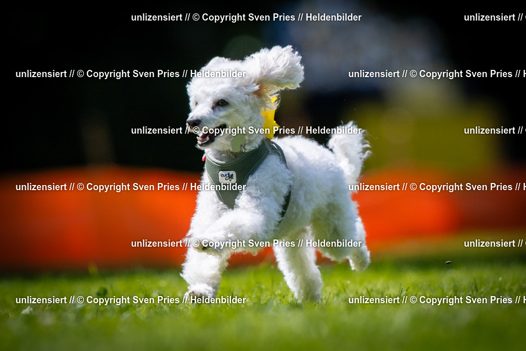 Sven Pries | 2025-08-10 - Hunderennen Durlach - Realisiert mit Pictrs.com