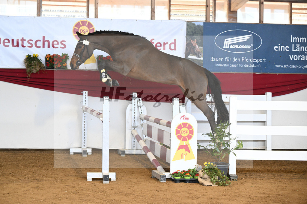 Kat-Nr. 7 Rieke v. Nohoval Z_Irl_16250763 | hf-fotografie - Realisiert mit Pictrs.com