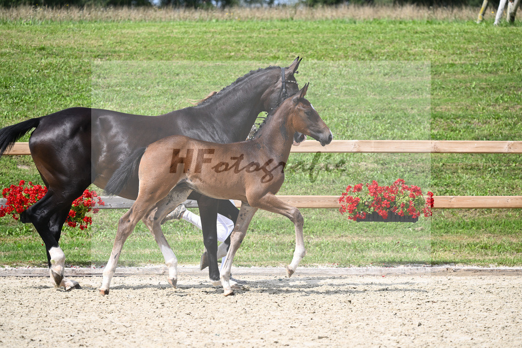 Kat-Nr. 18 HF Secret x Diamond Hit_Soellner_28230360 | hf-fotografie - Realizzato con Pictrs.com