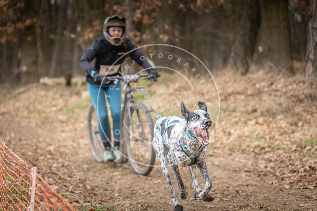 Pfotenfotografie_DV3A1462 | Hundefotografie, Tierfotograf, Pfotenfotografie, Fotoshooting Hund, Hunde Portrait, Hundesport, Hundeportraits, Heideshooting, Hunde, Sportfotograf, Hundefotograf, Turnierhundsport, THS,  - Realisiert mit Pictrs.com