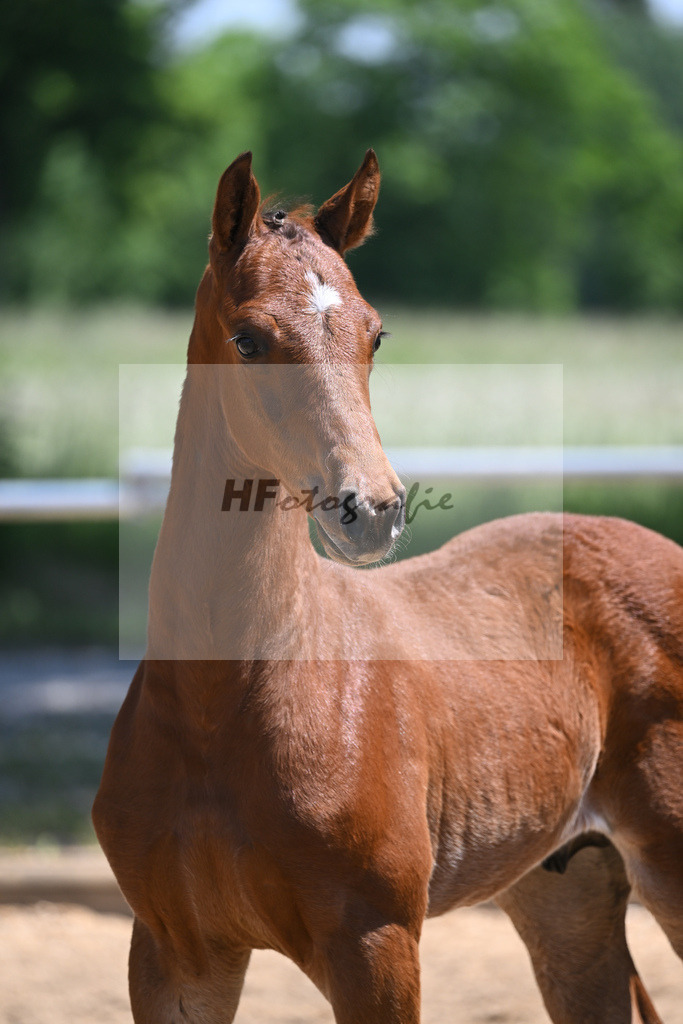 Kat-Nr. 24 HF Baggio_Schindele_14230569 | hf-fotografie - Realisiert mit Pictrs.com