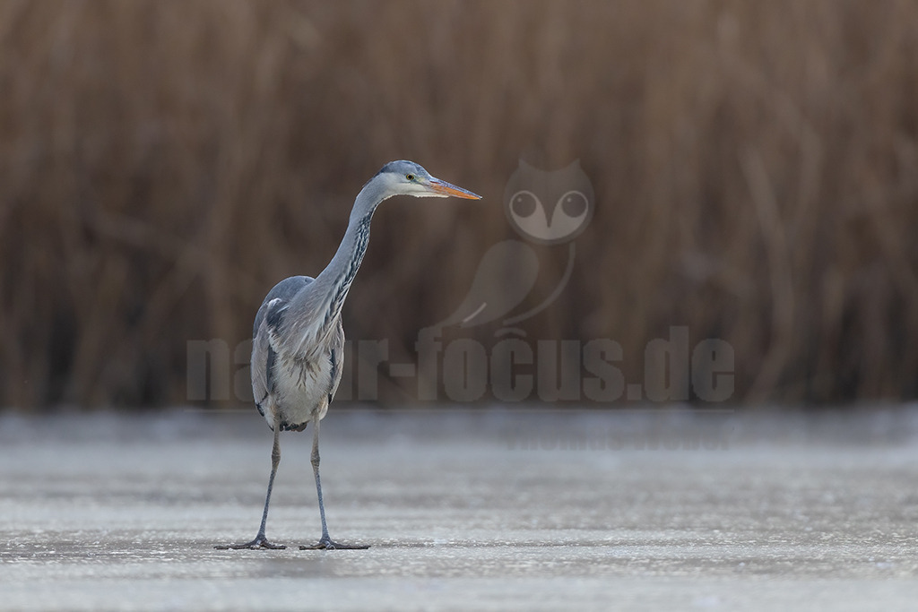 R6NF1628_20240111 | Der Graureiher, auch Fischreiher genannt, ist eine Vogelart aus der Ordnung Pelecaniformes. Er ist in Eurasien und Afrika weit verbreitet und häufig. Weltweit werden vier Unterarten unterschieden. In Mitteleuropa ist er mit der Nominatform Ardea cinerea cinerea vertreten. - Realisiert mit Pictrs.com