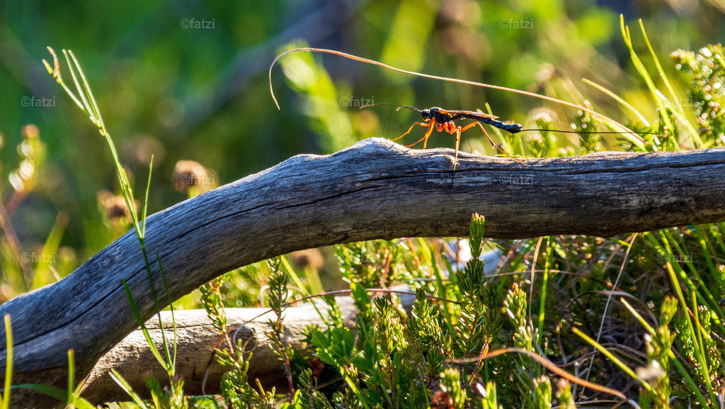 Schlupfwespe Juli21-k | Fatzi Bilder-Archiv! 
Die Bilder sind für private Nutzung lizenzfrei. Die kommerzielle Nutzung ist möglich und erwünscht, jedoch bitte ich um vorherige Kontaktaufnahme per E-Mail (info@fatzi.at) oder unter +43 650 7828269 - Realisiert mit Pictrs.com