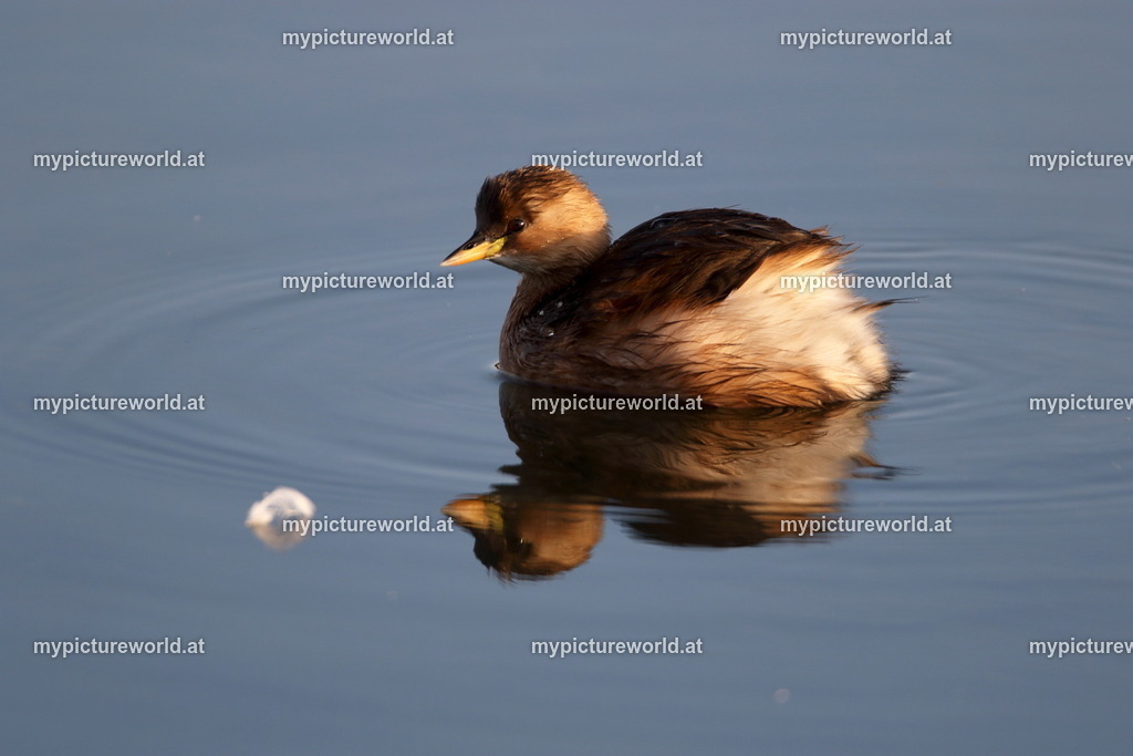 Zwergtaucher-009 | Das Bilderarchiv über Tiere, Planzen und Landschaften. In der Bilddatenbank finden Sie ein große Auswahl an hochwertigen Bilder für Ihre Werbung - Realisiert mit Pictrs.com