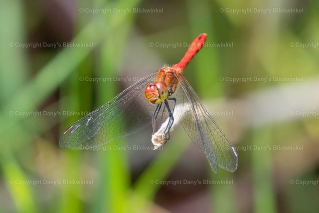 20181 | Tierfotografie, Tierkalender, Tierbilder, Insekten, Spinnen, Vögel, Schmetterling, Libellen, Leinwand, Colorkey, Qualität, Geschenkartikel, Geschenk - Realisiert mit Pictrs.com