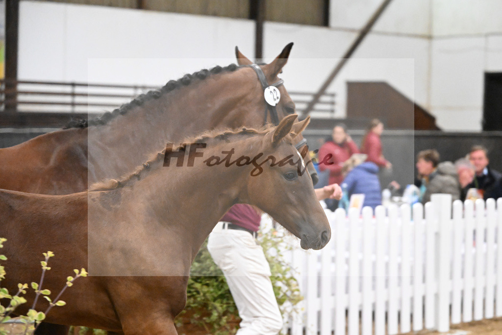 Fohlenauktion Next Chance_49220622 | hf-fotografie - Realisiert mit Pictrs.com