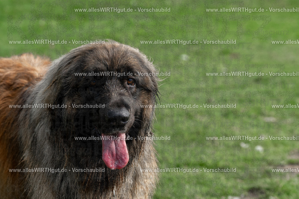 Hundeschwimmen_Volksbad_2026-allesWIRTHgut_Tierfotografie-2609061528-FAY07235 | Professionelle Tierfotografie in Mönchengladbach von Daniel Wirth (allesWIRTHgut). Liebevolle & natürliche Bilder von Hunden & Katzen für unvergessliche Erinnerungen.