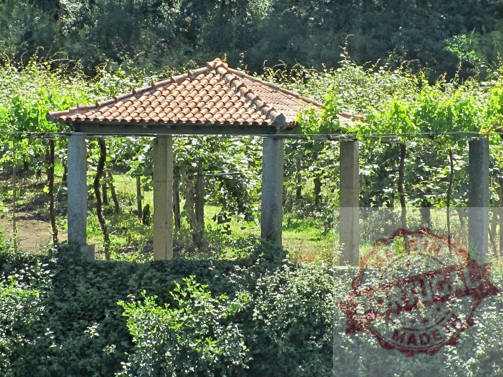 Tiled roof gazebo among green vineyard vines. Portugal - Norte | Gazebo with a terracotta tiled roof in a lush green vineyard on a sunny day - Realized with Pictrs.com