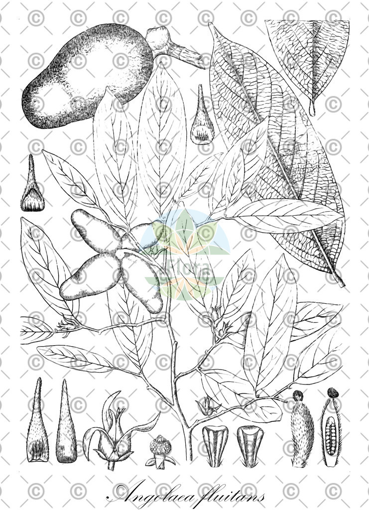 HistAbb_wfo-0000536542_351_ENZY_Simple | Historische Abbildung von Angolaea fluitans - Podostemaceae | Historical Illustration of Angolaea fluitans - Podostemaceae