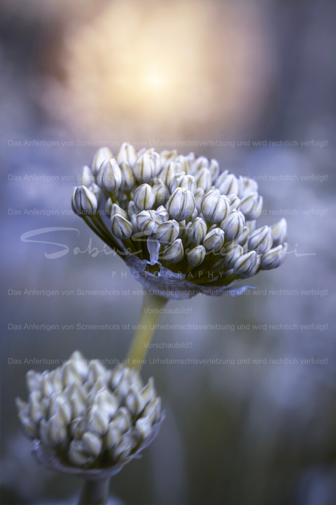 Zwiebelblüte / Allium | Exklusive Naturfotografie für stilvolle Wanddekoration ★ Premium Wandbilder Made in Germany ✔️ FineArt Drucke & Downloads ✔️ Brillante Farben, höchste Qualität & weltweiter Versand ✔️ - Realisiert mit Pictrs.com