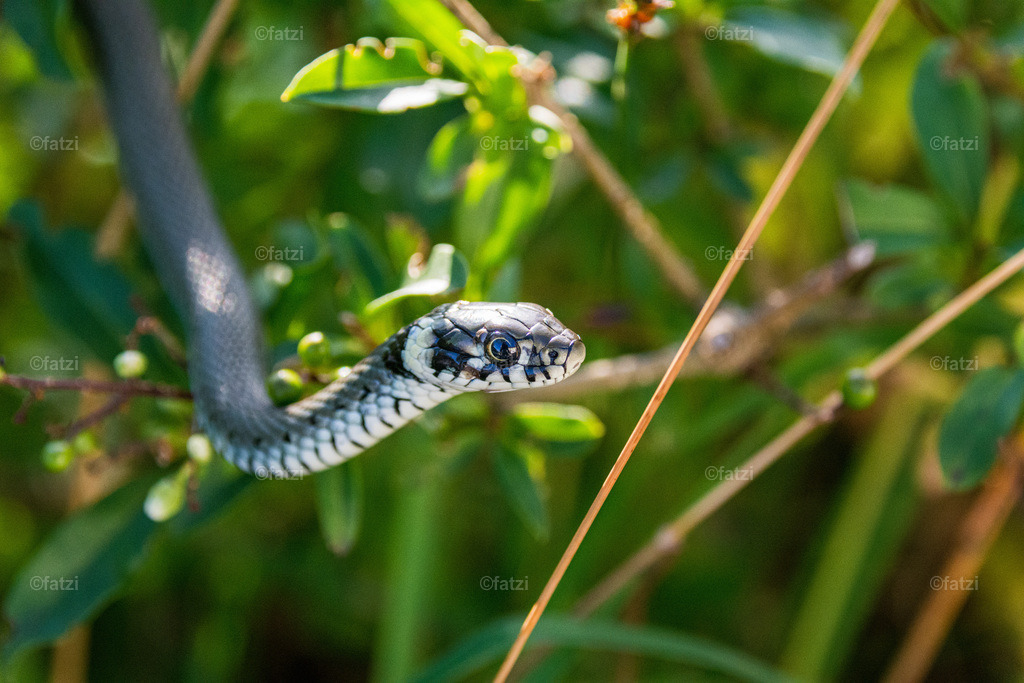 Ringelnatter__fatzi-190550-k | Fatzi Bilder-Archiv! 
Die Bilder sind für private Nutzung lizenzfrei. Die kommerzielle Nutzung ist möglich und erwünscht, jedoch bitte ich um vorherige Kontaktaufnahme per E-Mail (info@fatzi.at) oder unter +43 650 7828269 - Realisiert mit Pictrs.com