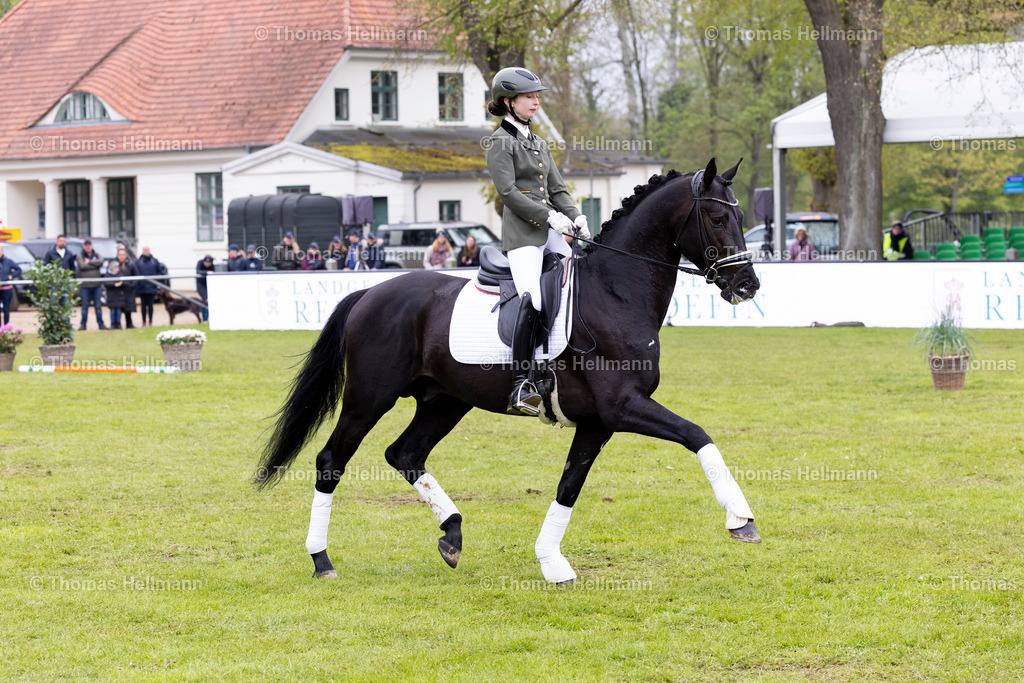TH_Hengstschau Landgestüt Redefin_7309 | Pferdefestival Redefin 2023 am 06.05.23 in Redefin, Landgestüt Redefin, Thomas Hellmann, _Y7A1467